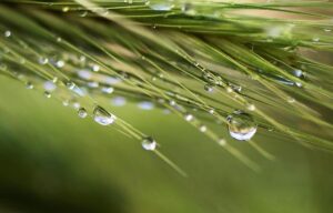 Drew Doughty and Darcy Kuemper Secure Spots on Team Canada’s 2026 Winter Olympics Roster!