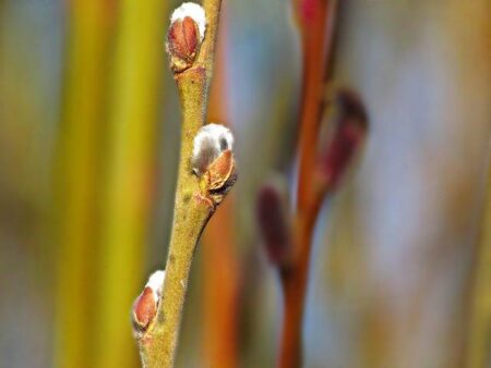 Tragic Fall: 33-Year-Old Base Jumper Dies in Brazilian Mountain Accident After Equipment Failure