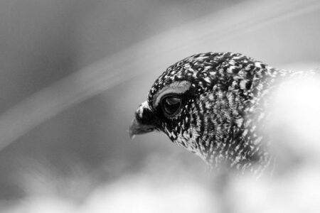 USA Olympic Hockey Roster Unveiled: Biggest Surprises and Standout Selections Featuring Seth Jones and Adam Fox USA Olympic Hockey Roster Unveiled: Biggest Surprises and Standout Selections Featuring Seth Jones and Adam Fox