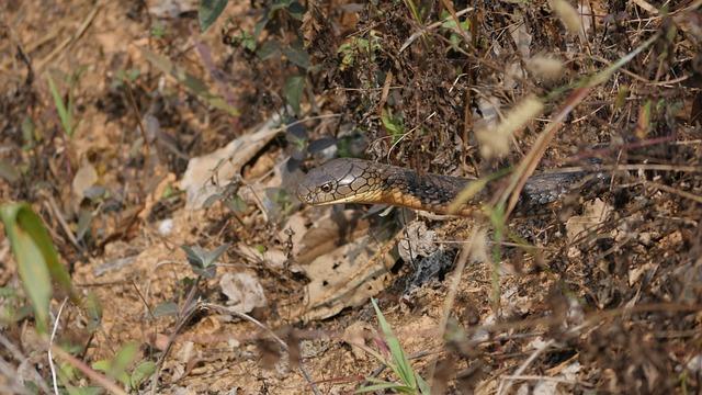 Deadly Bondi Beach Attack Sparks Alarming Rise in Antisemitic Violence Across Australia
