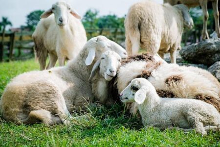 Sheep Stampede Through German Supermarket Sparks Delight and Amazement