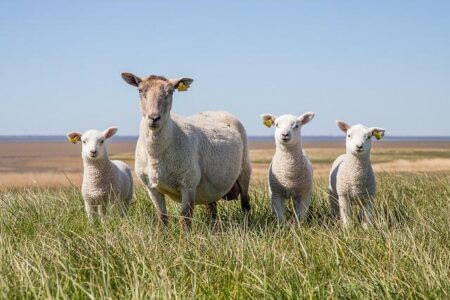 Lamb Weston Closes Argentina Plant to Boost Production Efficiency
