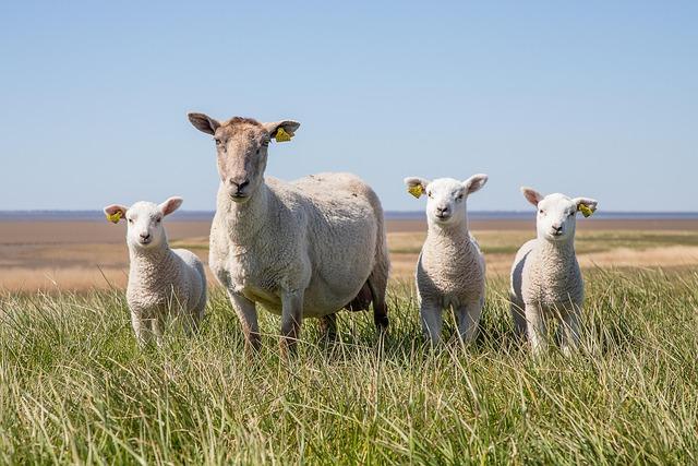 Lamb Weston Closes Argentina Plant to Boost Production Efficiency Lamb Weston Closes Argentina Plant to Boost Production Efficiency