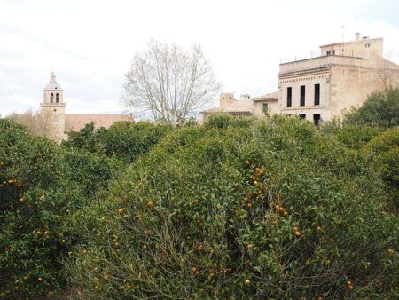 SA Premier Denies Pressuring Adelaide Festival to Drop Randa Abdel-Fattah SA Premier Denies Pressuring Adelaide Festival to Drop Randa Abdel-Fattah