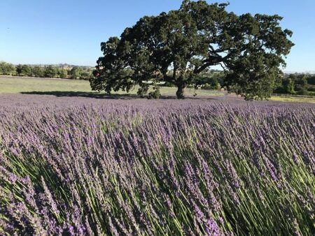 Discover the Irresistible Charm of Little Italy in Oak Run!