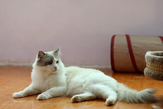 How the New Passport Rules Impact UK Dual Citizens