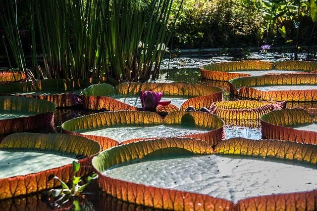 Victoria’s Kratz Leads Canada to Thrilling Rugby Sevens Championship Win in Dubai