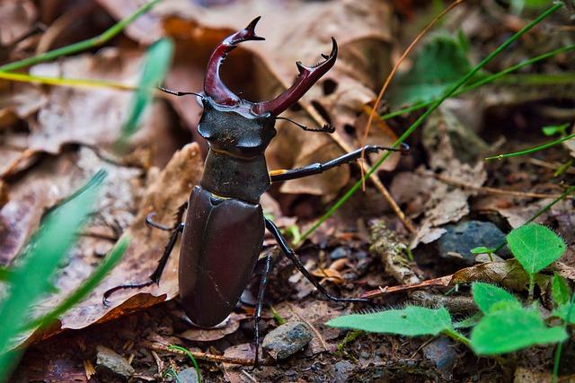 Schroter and Millon Earn Prestigious Preseason All-American Honors in USA Lacrosse