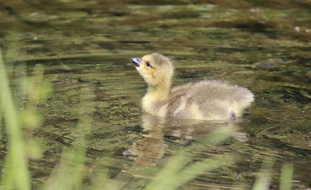 Canada Goose Stock Poised for Takeoff as Retail Sector Bounces Back