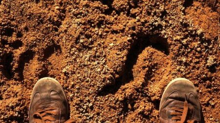 Tragic Death of Canadian Tourist Sparks Controversy Over Dingoes’ Fate on Australia’s K’gari Island Tragic Death of Canadian Tourist Sparks Controversy Over Dingoes’ Fate on Australia’s K’gari Island