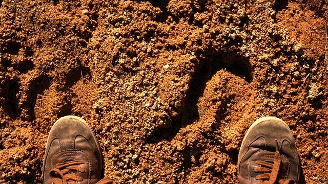 Tragic Death of Canadian Tourist Sparks Controversy Over Dingoes’ Fate on Australia’s K’gari Island