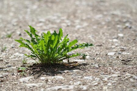 Argentina’s Worsening Drought Puts Crops and Livelihoods at Risk Argentina’s Worsening Drought Puts Crops and Livelihoods at Risk