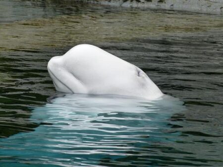 Marineland Gets Green Light to Relocate 30 Belugas and 4 Dolphins to the U.S