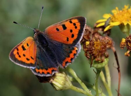 China’s Metals Surge Sends Copper Prices Soaring Past $14,500 a Ton China’s Metals Surge Sends Copper Prices Soaring Past $14,500 a Ton