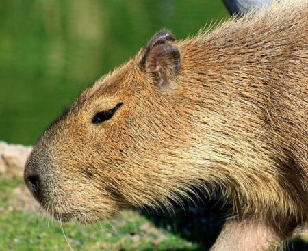 Prune the Capybara Wins Japan’s Epic ‘Long Bath Showdown’ with an Incredible Nearly 2-Hour Soak