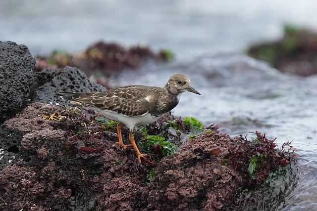 Thrilling Clash Ignites WBSC U-23 Men’s Softball World Cup: Argentina Takes on New Zealand in Sincelejo