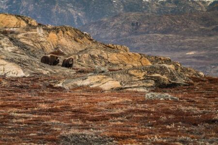 Elon Musk Summoned for Questioning Amid French Office Search