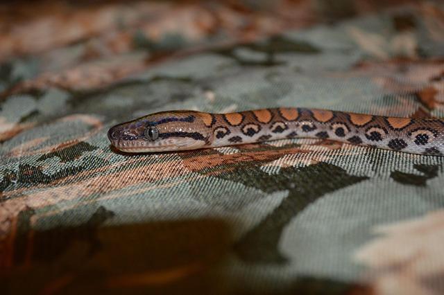 Brazilian Influencer Pushing for US Immigration Crackdown Arrested by ICE Brazilian Influencer Pushing for US Immigration Crackdown Arrested by ICE