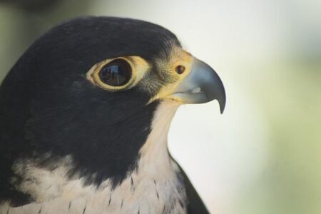 Breathtaking Photo Captures First-Ever Siberian Peregrine Falcon Spotted in Australia’s Arid Heartland