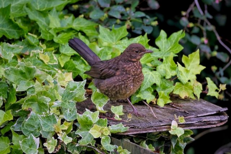 Argentina Creates New Reserve to Safeguard the Rare Saffron-cowled Blackbird’s Grassland Habitat