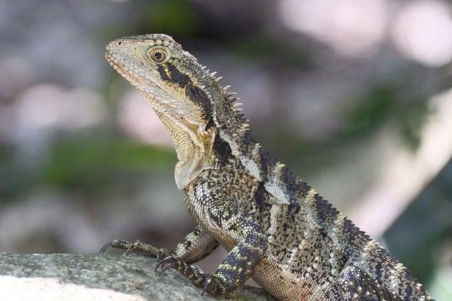 50 Years of Germany’s Impact Mitigation Rules: Key Lessons for Effective Biodiversity Offsetting