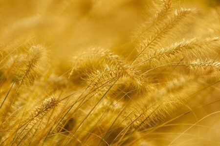 Serabi Gold Aims to Double Production in Brazil by 2026