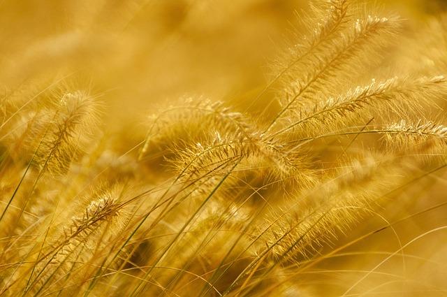 Serabi Gold Aims to Double Production in Brazil by 2026