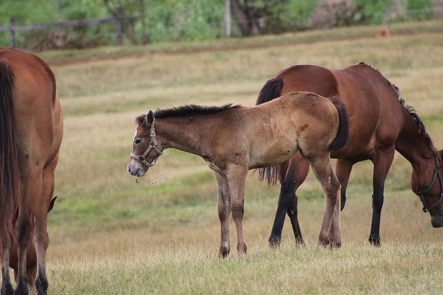 Poulin Makes a Triumphant Return for Canada, Overjoyed to Be Back on the Ice