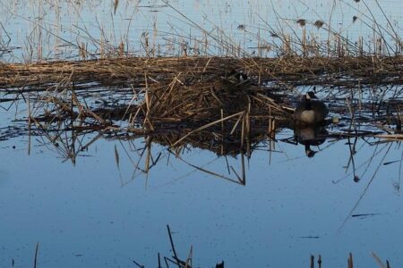 Indiana Wildlife Officials Urge Action as Canada Goose Nesting Season Begins Indiana Wildlife Officials Urge Action as Canada Goose Nesting Season Begins