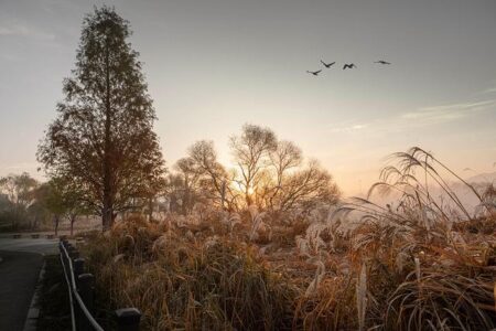 Sharp Decline in Chinese Visitors to Japan as Tensions Escalate Sharp Decline in Chinese Visitors to Japan as Tensions Escalate