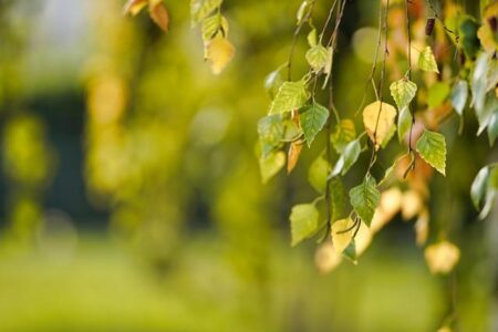 How the US Supreme Court’s Ruling on Trump’s Tariffs Could Impact Australian Businesses: Insights from Minister Susan McDonald