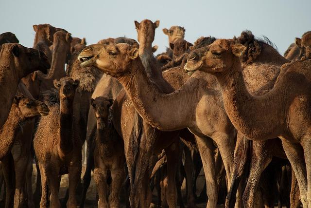 Iran Secures Covert Agreement with Russia to Obtain Shoulder-Fired Missiles