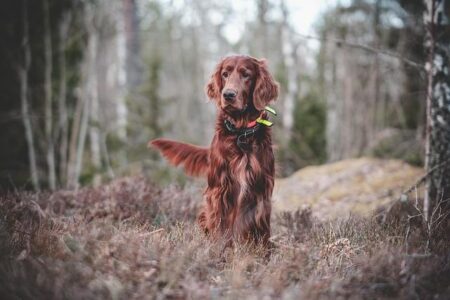 Man Caught on Camera Teaching His Dog to Take Out the Trash in Italy Man Caught on Camera Teaching His Dog to Take Out the Trash in Italy