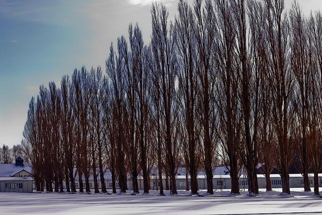 The AfD’s Alarming Revival of Nazi History: Why Moral Outrage Alone Can’t Stop the Far Right The AfD’s Alarming Revival of Nazi History: Why Moral Outrage Alone Can’t Stop the Far Right