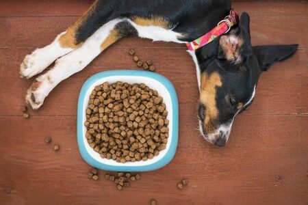 Brazil Greenlights 40 Pet Food Plants for Export to Costa Rica