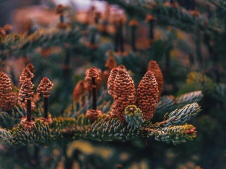 When Can Australian Fans Watch ‘Bridgerton’ Season Four Part Two?