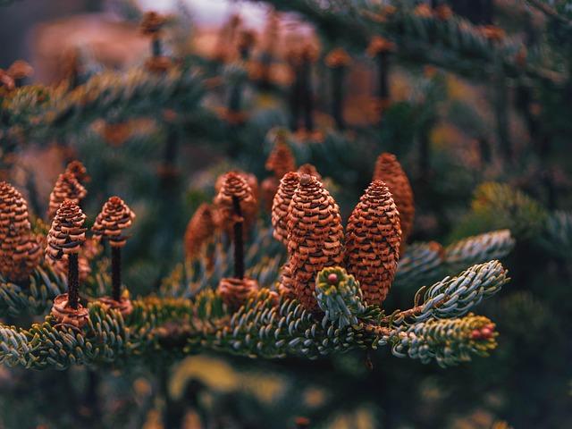 When Can Australian Fans Watch ‘Bridgerton’ Season Four Part Two?