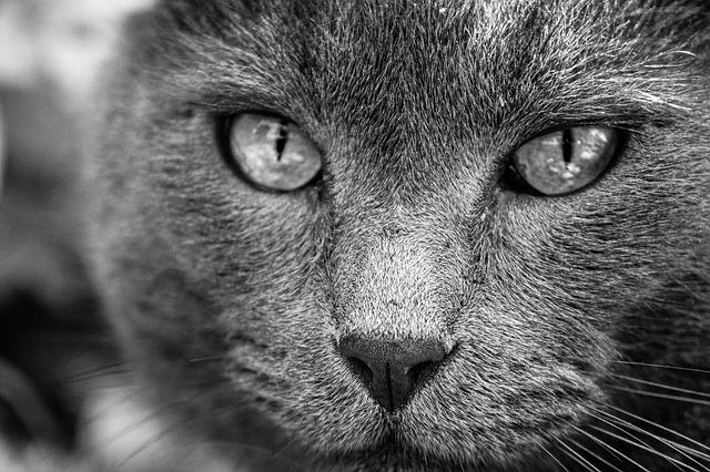 France’s La Compagnie Set to Launch Exciting Newark Flights with Wet-Leased B757