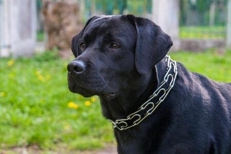 Sam Aldegheri Dominates as Italy Routs Brazil 8-0 in Electrifying 2026 World Baseball Classic Showdown