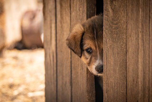 It Means Everything’: Adoption Bill Inspired by Mark Spain Passes State Legislature