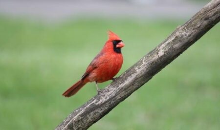 Your Ultimate Guide to Watching the 2026 Indianapolis Supercross, Talladega GNCC, and MXGP of Argentina Live on TV