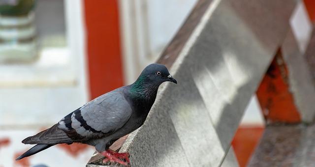 Japan’s Religious Freedom at a Crossroads: Navigating Critical Challenges Ahead