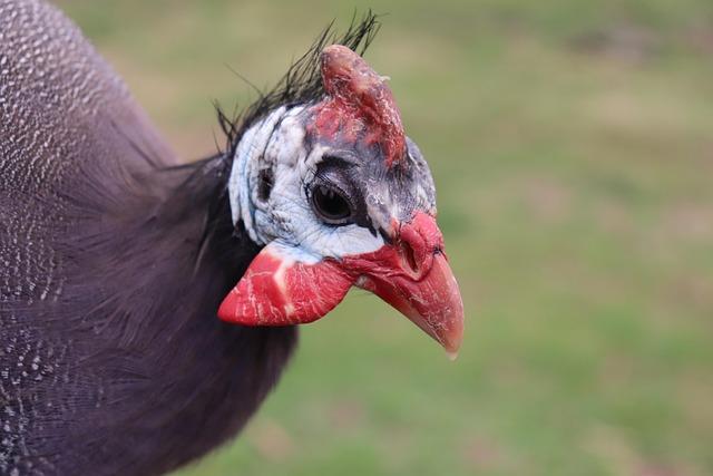 Top Iranian Diplomat Makes Daring Secret Escape to Seek Asylum