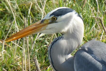 World Cup Fan Base Showdown: How Do USA, Brazil, England, and Argentina Compare?