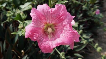 Gerd Faltings of Germany Awarded Prestigious 2026 Abel Prize in Mathematics