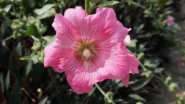 Gerd Faltings of Germany Awarded Prestigious 2026 Abel Prize in Mathematics