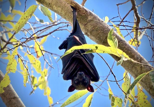 The Surprising Truth About Flying Foxes You Never Knew