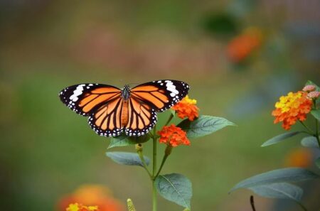 Team United States: Champions of the Olympic Spirit Team United States: Champions of the Olympic Spirit