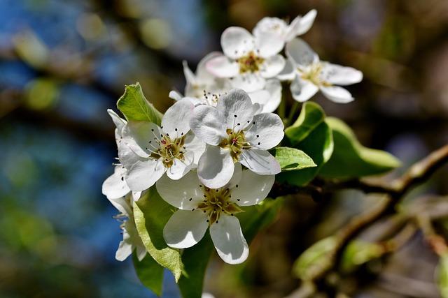 Léo Pereira’s Unforgettable Brazil Debut – Watch the Best Moments 🎥