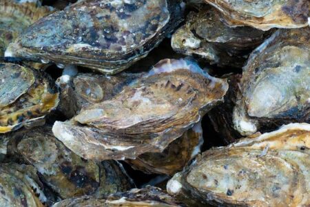UK Oyster Producer Harnesses Cutting-Edge Technology to Tackle Food Safety Concerns and Win Consumer Trust